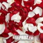красно-белые лепестки роз
